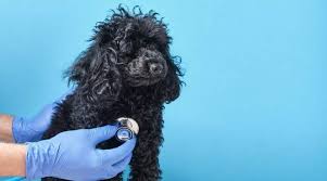best pet insurance for toy poodles