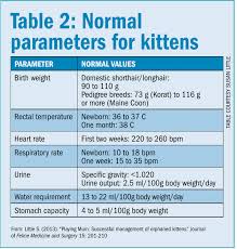 kittens aren t little cats veterinary