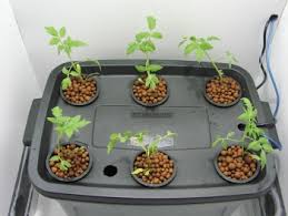 hydroponics grow box system complete