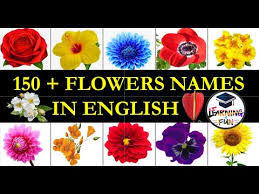 flowers names in english most