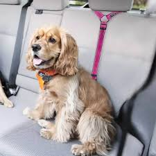 Car Seat Belts For A Cocker Spaniel