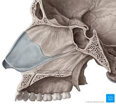 al wall of the nasal cavity