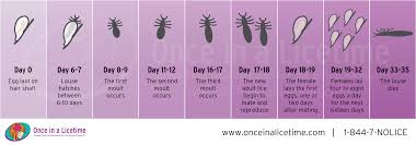lice lessons head lice removal and