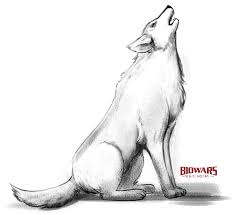 wolf drawing in 5 steps beginners