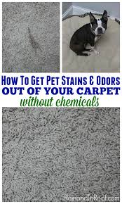 Pet Stains And Odors Out Of Your Carpet