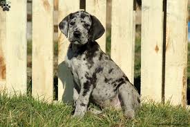 Find blue, harlequin, and black great danes today. Pin On Cats Dogs