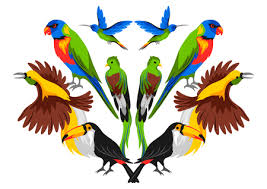 tropical exotic birds wild fauna