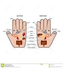 Hand Reflexology Chart Stock Illustrations 42 Hand