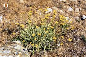 Sardegna DigitalLibrary - Elicriso sardo (Helichrysum saxatile Moris)