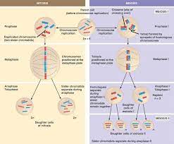 chromosomal basis of inherintance