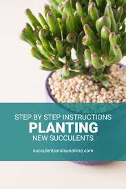 How To Plant Succulents Succulents