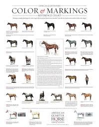 Aqha Quarter Horse Markings And Color Genetics Horse