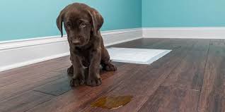 clean dog urine from hardwood floors