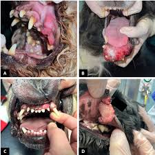 treatment of common canine tumours
