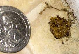 carpet beetle larvae eat doggie kibble