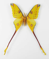 Check out our argema mittrei selection for the very best in unique or custom, handmade pieces from our insects shops. Argema Mittrei Male Aureus Butterflies Insects
