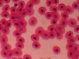 Maybe you would like to learn more about one of these? So Microscopic Episode 1 Frog S Blood And Animal Cell Youtube