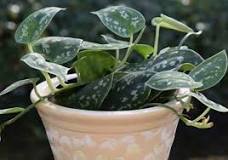 How do I know if my philodendron is dying?