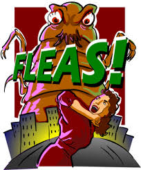 fleas freaky
