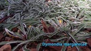 dymondia margaretae growing guide