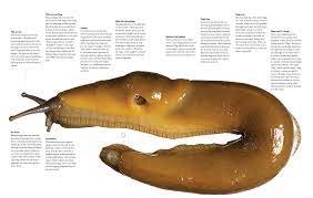 Bay Nature Magazine: Banana Slugs Are Among the Weirdest Animals on Earth