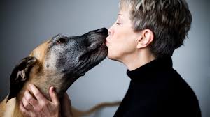 kissing dogs can cause dental problems