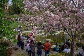 cherry blossom festival at balboa park