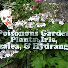 It was very healthy, active but in a day's time, things turned upside down. Poisonous Garden Plants Iris Azalea And Hydrangea Dengarden