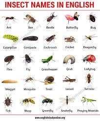List Of Insects 25 Useful Insect Names With Pictures And