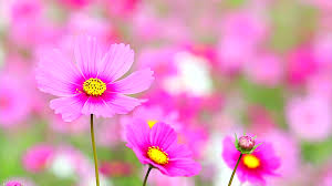 Image result for pink flowers
