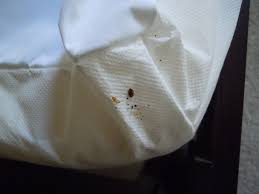 avoiding bed bugs while traveling
