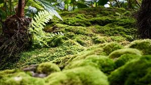 7 Main Types of Moss From Around the World