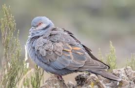 turtle dove facts and beyond