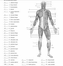 Blank Muscle Diagram To Label Muscle Diagram Anatomy