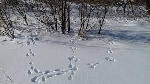 Азбука на снегу. Следы зайца-беляка - Большая Кокшага