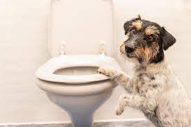 acute diarrhea in dogs doylestown