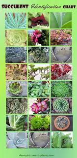 In botany, succulent plants, also known as succulents, are plants with parts that are thickened, fleshy, and engorged, usually to retain water in arid climates or soil conditions. Succulent Identification Chart Find Your Unknown Plant Here Types Of Succulents Plants Succulent Landscaping Large Succulent Plants