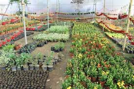 Searching find flower nurseries near me can bring up a list of businesses in your area along with their phone numbers, business reviews, websites and get plants that have more buds than they do flowers. 8 Best Plant Nursery In Ranchi India Gardening