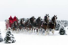 Image result for clydesdale horses