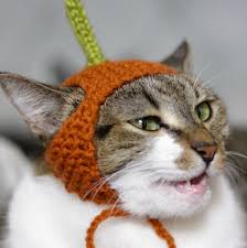 Image result for cats in knitted hats
