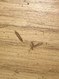 Their bodies are made up of segments, and each segment is about the size of a grain of rice. Worms In Kitchen Cabinets Home Architec Ideas