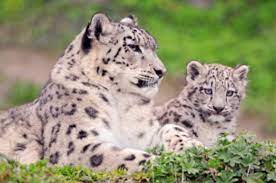 Birth of the snow leopard cubs | Russian Geographical Society