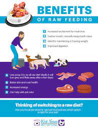 raw food t for your dog