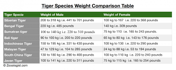 How Much Does A Bengal Tiger Weigh Bengal Tiger Weight