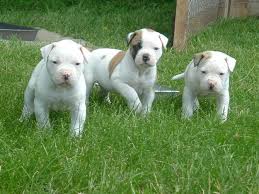 Quality litter of nebbr reged classic (johnson)american bulldog puppys born yesterday ready for there forever homes in april, mother is our own dog. American Bulldog Puppies Breeders Pictures Facts Diet Habitat Animals Adda