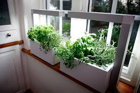 Growing An Indoor Herb Vegetable Garden