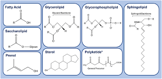 lipid cles the eight lipid cles