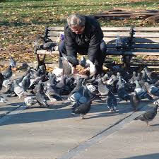 how to raise pigeons as pets pethelpful