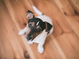 Contestada anonimo preguntado 5 años antes • adopción de perros. 9 Razas De Perros Para Apartamentos Pequenos Viviendo Con Mi Mascota