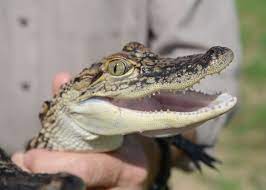 Alligator Byproducts: A Reservoir of Hyaluronic Acid for Biomedical and  Cosmetic Applications